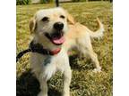 Adopt Dunstan - Costa Mesa Location a Terrier
