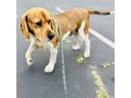 Adopt Wrangler - Costa Mesa Location a Beagle