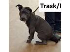 Adopt Heartthrob a Pit Bull Terrier