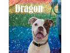 Adopt Dragon a Pit Bull Terrier