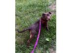 Adopt Peanut (2024) a American Staffordshire Terrier, Pit Bull Terrier