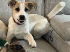 Adopt Charlie 3137 a Labrador Retriever