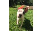 Adopt Barqs a Pit Bull Terrier
