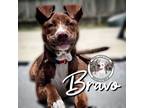 Adopt Bravo Henson a Pit Bull Terrier, Mixed Breed