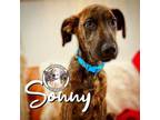 Adopt Sonny Summer a Plott Hound, Pit Bull Terrier