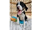 Adopt Tank Train a Pit Bull Terrier, Mixed Breed