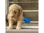 Goldendoodle Puppy for sale in Abbotsford, WI, USA