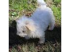 Bichon Frise Puppy for sale in Fairview, NC, USA