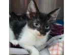 Adopt Caleb a Domestic Short Hair