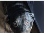 Adopt Charlie a Labrador Retriever, Mixed Breed