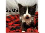 Adopt Sushi a Domestic Medium Hair