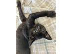 Adopt Cameron-Must Have A Friend a Domestic Short Hair