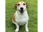 Adopt Beagles a Beagle, Dachshund