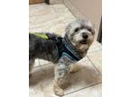 Adopt Bennie a Poodle, Mixed Breed