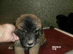 Adopt Owen a Labrador Retriever, Mixed Breed