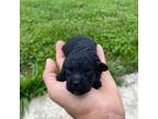 Poodle (Toy) Puppy for sale in Carbondale, IL, USA