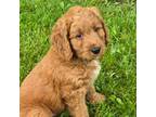 Mutt Puppy for sale in East Amherst, NY, USA