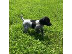 German Shorthaired Pointer Puppy for sale in Morris, PA, USA