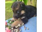 German Shepherd Dog Puppy for sale in Rex, GA, USA