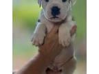 Olde Bulldog Puppy for sale in Blacksburg, SC, USA