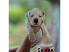 Olde Bulldog Puppy for sale in Blacksburg, SC, USA