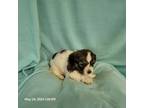 Zuchon Puppy for sale in Shelbyville, IN, USA