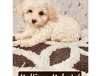 Maltipoo Puppy for sale in Jacksonville, FL, USA