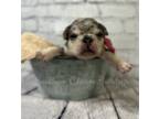 French Bulldog Puppy for sale in Advance, NC, USA