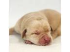 Labrador Retriever Puppy for sale in Bow, WA, USA