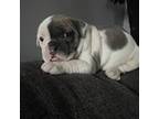 Bulldog Puppy for sale in Toms River, NJ, USA