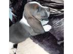 Basset Hound Puppy for sale in Salem, WV, USA