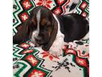 Basset Hound Puppy for sale in Salem, WV, USA