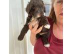 Wapoo Puppy for sale in Gurnee, IL, USA
