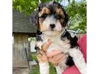 Havanese Puppy for sale in Gurnee, IL, USA
