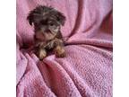 Mutt Puppy for sale in Dillon, SC, USA