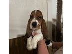 Basset Hound Puppy for sale in Benton, ME, USA