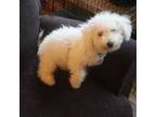 Bichon Frise Puppy for sale in Fairview, NC, USA