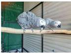 MMTV 2 African Grey Parrots Birds available
