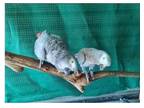 ZILL 2 African Grey Parrots Birds available