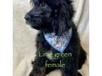 Lime Green Collar Gemma