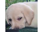 Labrador Retriever Puppy for sale in Manawa, WI, USA