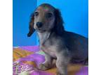 Dachshund Puppy for sale in Tuscumbia, AL, USA