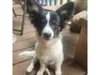 Papillon Puppy for sale in Red Springs, NC, USA