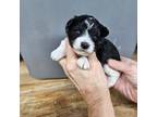Schnauzer (Miniature) Puppy for sale in Aiken, SC, USA