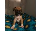 Boxer Puppy for sale in Ocala, FL, USA