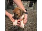Boxer Puppy for sale in Ocala, FL, USA