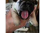 French Bulldog Puppy for sale in Hilton, NY, USA