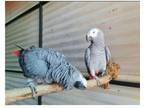 eop 2 African Grey Parrots Birds available