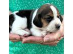 Beagle Puppy for sale in Fort Meade, FL, USA