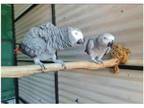 JPPV 2 African Grey Parrots Birds available